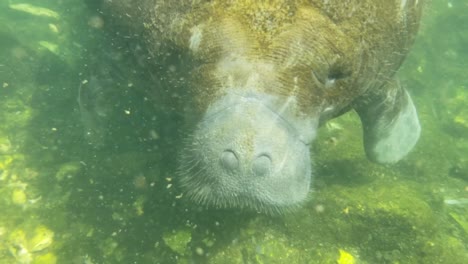 Ein-Paar-Seekühe-Hängen-Unter-Wasser-Herum