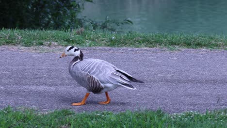 Bar-headed-Goose,-Anser-indicus,-in-the-city-park