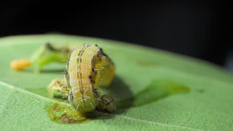 big-Caterpillar-eating-small-caterpillar-closeup-view