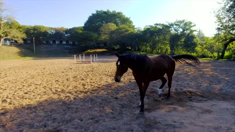 Se-Pueden-Ver-Caballos-Deambulando,-Jugando-Y-Pastando-En-Un-Espacioso-Prado-Rodeado-De-Exuberante-Vegetación-En-Sus-Establos-En-El-Yellow-Wood-Park-De-Durban.