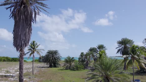 Drohnenansicht-Von-Palmen-Auf-Der-Insel-Los-Roques