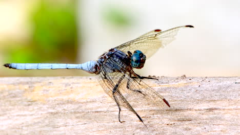 Vista-Macro-De-Perfil-De-La-Libélula-Tricolor-Marsh-Hawk-Orthetrum-Luzonicum