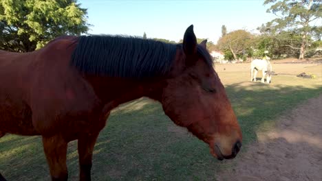 Se-Pueden-Ver-Caballos-Deambulando,-Jugando-Y-Pastando-En-Un-Espacioso-Prado-Rodeado-De-Exuberante-Vegetación-En-Sus-Establos-En-El-Yellow-Wood-Park-De-Durban.