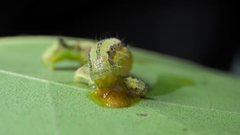 big-Caterpillar-eating-small-caterpillar-closeup-view