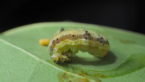 big-Caterpillar-eating-small-caterpillar-closeup-view