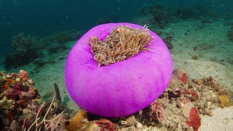Zoom-in-to-large-closed-anemone-with-clownfish-filmed-in-Lembeh-Straits,-Indonesia