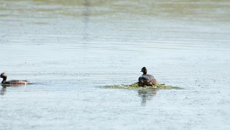 Mated-pair-of-Grebe-birds-build-nest-on-water-surface-of-marsh-pond