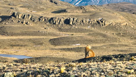 Aerial-View-Of-Mountain-lion-sits-amidst-a-wide-open,-rugged-mountainous-landscape,-with-scarce-vegetation-under-a-sunny-sky,-providing-a-serene-yet-solitary-depiction-of-wilderness-at-its-finest