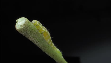 Caterpillar-moving-on-leaf-petiole-closeup-view