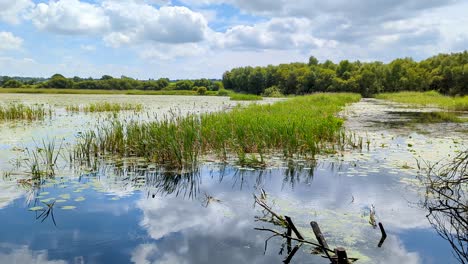 Scenic-view-overlooking-lake-of-water-full-with-green-grasses,-reeds-and-waterlilies-on-the-Somerset-Levels-in-England-UK