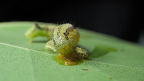 big-Caterpillar-eating-small-caterpillar-closeup-view