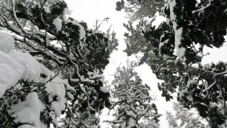 Slow-motion-thick-trees-blanketed-in-fresh-powder-during-a-heavy-snowfall
