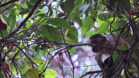 Joven-Mono-Capuchino-De-Rayas-Negras-Comiendo-Fruta-En-El-Dosel-De-La-Reserva-Serra-Das-Almas,-Brasil