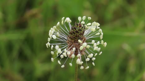 Closeup-of-a-Plantain-flower-head.-June.-UK