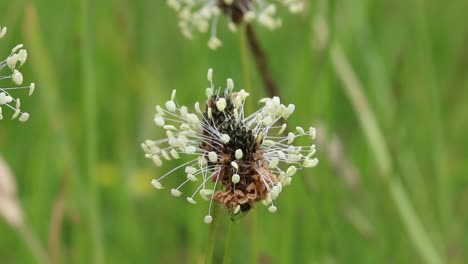 Plantain-in-flower.-June.-UK