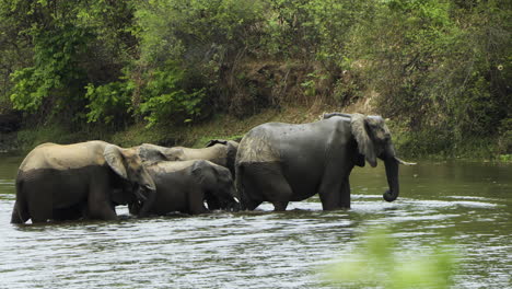 Six-African-elephants-crossing-a-river