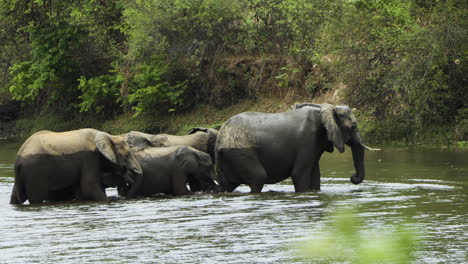 Seis-Elefantes-Africanos-Cruzando-Un-Río.