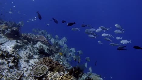 Fischschwärme-Verschiedener-Fischarten-Auf-Einem-Korallenriff-Im-Klaren,-Blauen-Wasser