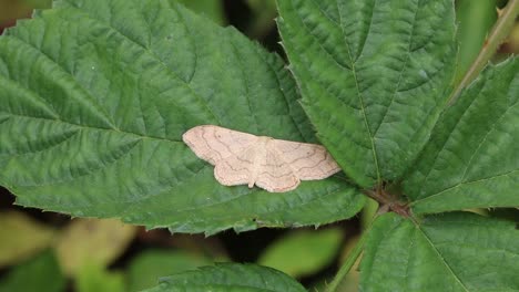 A-Moth-perched-on-a-Bramble-leaf