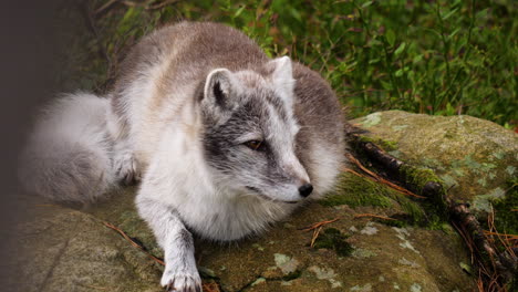 Gray-arctic-fox-resting-on-stone-in-forest,-Handheld-Closeup-Shot