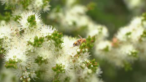 Abejas-Melíferas-Volando-Alrededor-De-Las-Flores-Recogiendo-Néctar