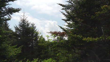 Pine-tree-tops-with-soft-summer-sky-peeking-through