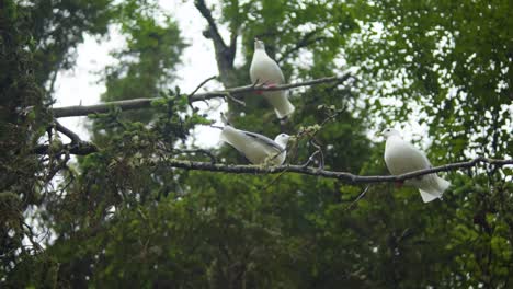 Seagulls-Fly-Away-From-Perch-in-South-Central-Alaska