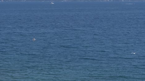 Two-seagulls-birds-flying-in-middle-of-ocean,-still-wide-angle-shot