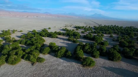 Pines-in-the-middle-of-the-desert-near-San-Pedro-de-Atacama-region-in-the-north-of-Chile,-Drone-shot