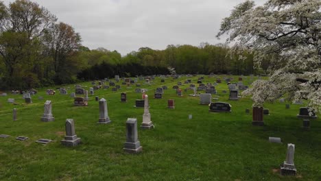 Largest-dogwood-tree-in-Illinois-in-full-bloom-in-a-rural-church-cemetery-with-headstones