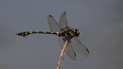 Die-Gemeine-Flanschschwanzlibelle-Kommt-Häufig-In-Thailand-Und-Asien-Vor