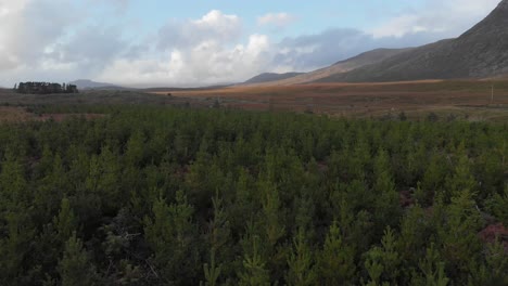 Aerial:-Tilt-up-drone-from-softwood-forest-to-irish-mountain-landscape