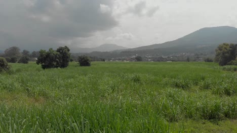 DRONE:-FLYBY-OVER-SUGAR-CANE-PLANTATION