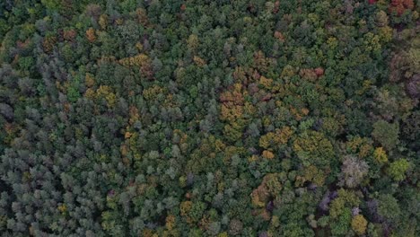 Luftaufnahme-Von-Bunten-Bäumen-Im-Dichten-Wald