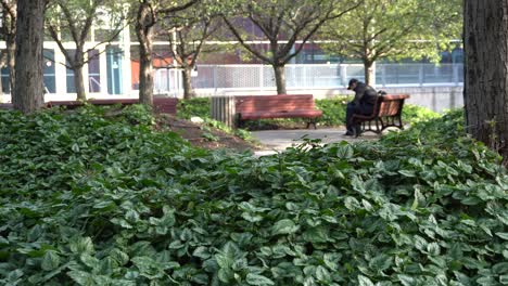 Puedes-Ver-Muchas-Plantas-Y-árboles-En-Un-Pequeño-Parque.