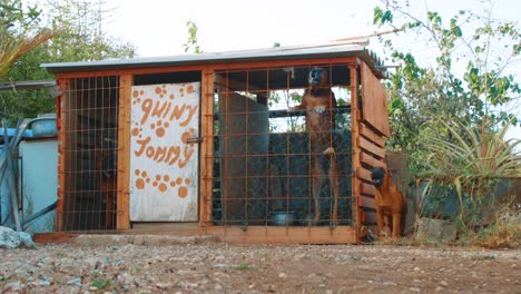 Dog-in-cage-barking-and-jumping-high-with-two-other-dogs,-Slow-Motion