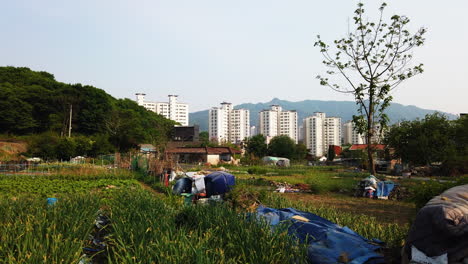 Granja-Coreana-Con-Complejo-De-Apartamentos-Y-Montañas-Al-Fondo.