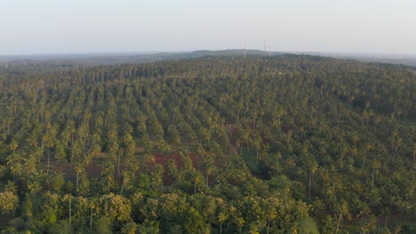 Drone-Sobrevuela-Una-Plantación-De-Especias-En-Zanzíbar