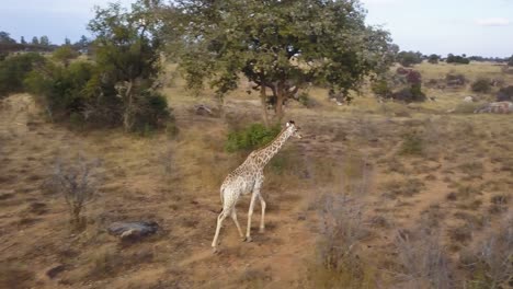 Disparo-Aéreo-De-Un-Dron-Siguiendo-A-Una-Jirafa-Africana-En-Movimiento-Mientras-Camina-Sola-Por-El-Monte-Africano