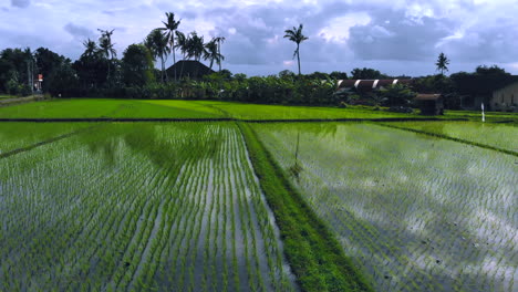 Flying-over-a-farmer-–-cleaning-out-a-green-rice-paddy