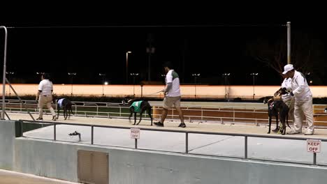 Dog-watchers-walking-with-the-greyhounds-minutes-before-a-race-in-Bonita-Springs-Florida