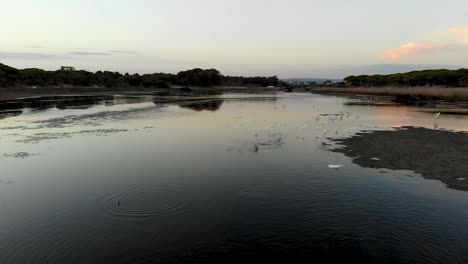 Bandada-De-Pájaros-Volando-Al-Atardecer-Sobre-Un-Estanque