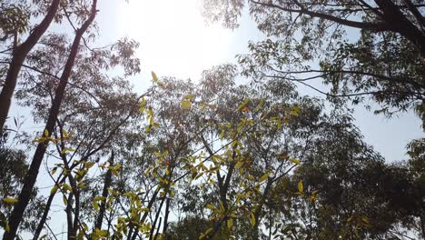 Sunlight-shining-the-leaves-of-trees