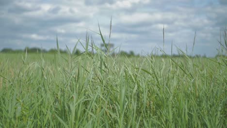 A-watchtower-is-out-of-focus-in-a-field-of-reed-softly-blowing-and-swaying-in-the-wind