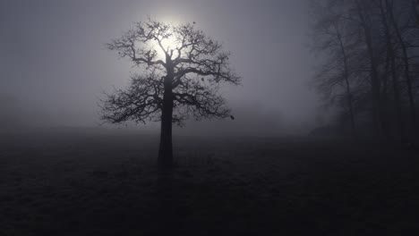 Aerial-circling-view-of-an-Oak-tree-in-the-mist-with-a-low-sun