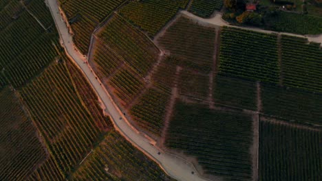 drone-footage-of-swiss-near-Leman-Lake,-showing-grape-fields,-boats,-harbor,-small-towns