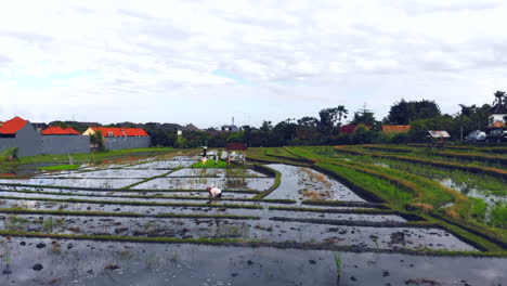 Flying-over-a-farmer-cleaning-a-rice-baddy-with-bare-hands-–-blue-sky-with-clouds-reflection-on-the-water