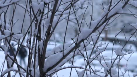 Schnee-Bedeckt-Die-Zweige-Im-Winter-Mit-Einem-Paar,-Das-Im-Unscharfen-Hintergrund-Spazieren-Geht