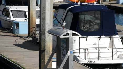 Seagull-walking-along-a-shelter-on-a-pontoon-at-the-marina