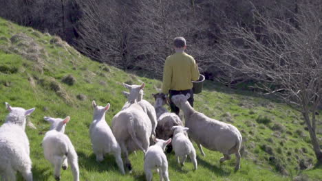 White-sheep-and-lamb-following-farmer-downhill-in-a-field